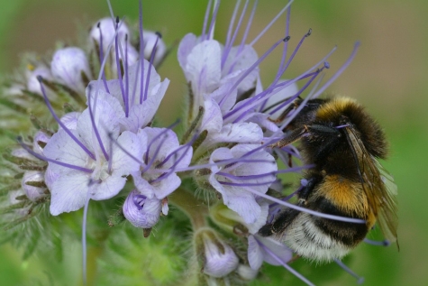 Fotowedstrijd Bijen in Beeld