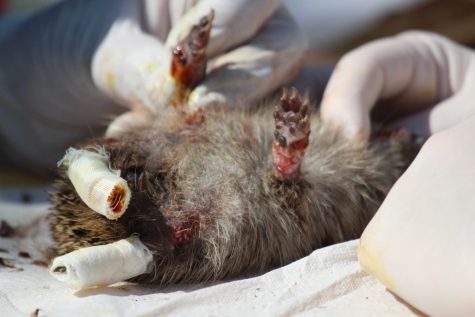 gewonde egel VOC Merelbeke gewonde egel VOC Merelbeke